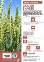 Скаген, озима пшениця