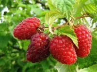 Саженцы малины Гусар