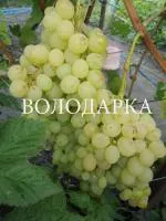 Саженцы винограда Ванюша