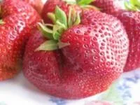 Рассада клубники Чамора Туруси