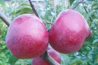 Саджанці яблунь Глостер