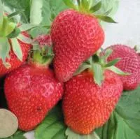 Саженцы клубники Ирма