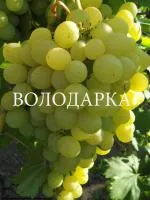 Саженцы винограда Клон долгожданного