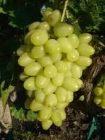 Саженцы винограда Аркадия
