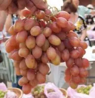 Саженцы винограда Румба