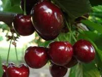 Саженцы черешни Саммит