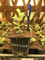 Саженцы жимолости сорт Морена