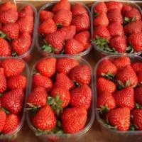 Клубника «Dely» (Дели)