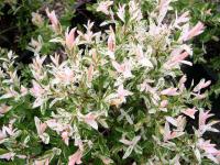 Саджанці іви Фламінго