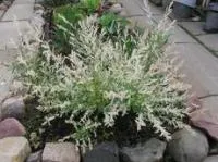 Верба цільнолистна Hakuro-nishiki. Саджанці (ива)