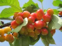 Саджанці черешні Присадибна