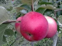 Саджанці яблуні Амулет