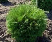 Саджанці туї Західна Globosa