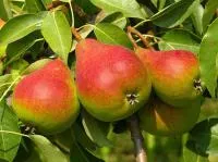 Саджанці груші Любимиця Клаппа