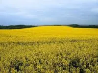 Насіння ріпаку Монсанто (MONSANTO) ДЕКАЛБ